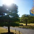写真: 日本のツリーは何もない