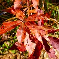 写真: コナラの紅葉した葉っぱ