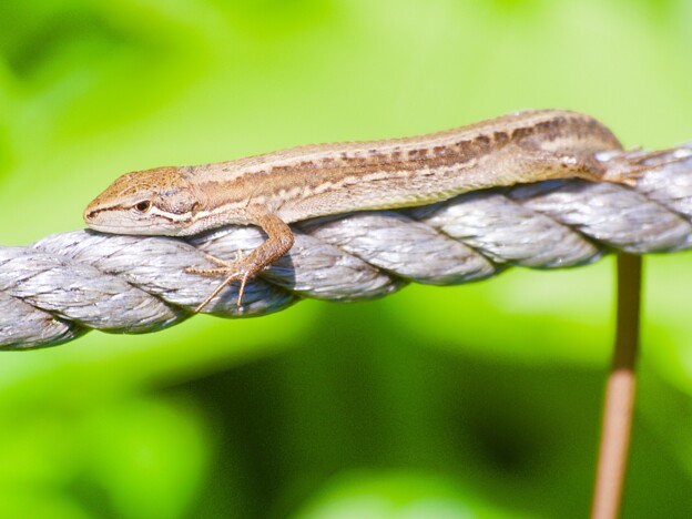 写真: ニホンカナヘビ