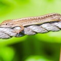 写真: ニホンカナヘビ