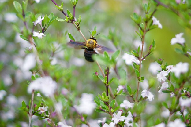 写真: ハクチョウゲにクマバチ