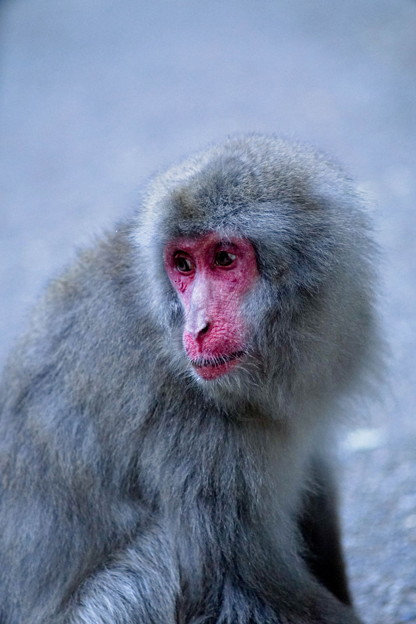 写真: 箕面公園のお猿さん