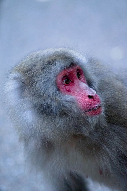 写真: 箕面公園のお猿さん