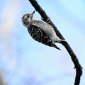 写真: 野鳥観察 コゲラ