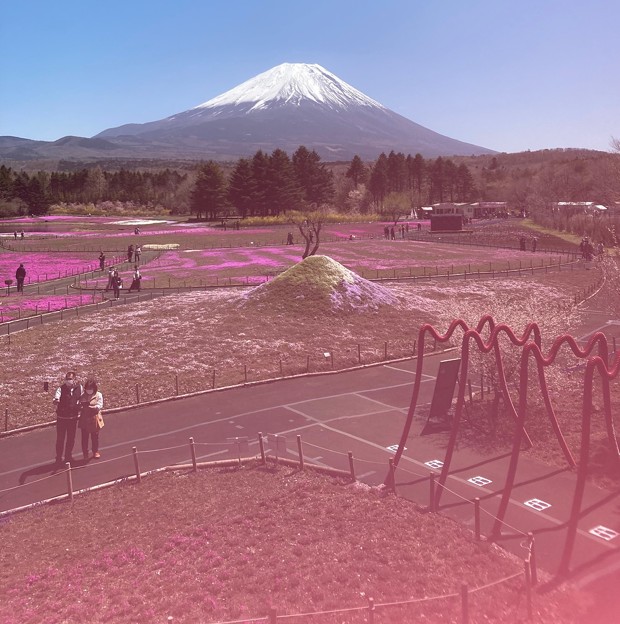 写真: 富士と芝桜