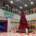 写真: セノバのクリスマスツリー