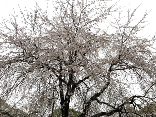 城北公園の枝垂れ桜