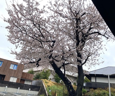 キュイソン駐車場の桜