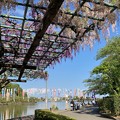 写真: 蓮花寺池公園の藤と鯉のぼり