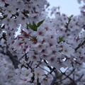 写真: 満開の桜
