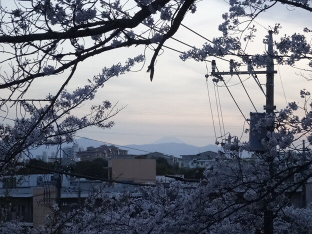 写真: 桜と富士山
