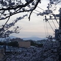 写真: 桜と富士山
