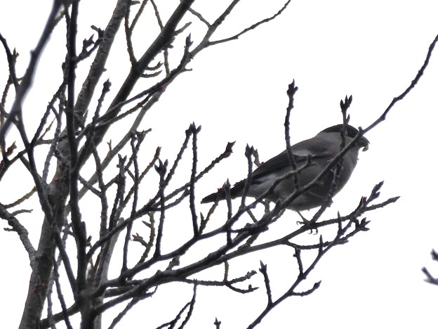 写真: 尾張白山山頂で新芽を食べていた小さな鳥（コガラ？） - 9