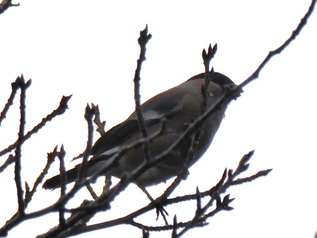 写真: 尾張白山山頂で新芽を食べていた小さな鳥（コガラ？） - 10