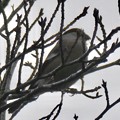 写真: 尾張白山山頂で新芽を食べていた小さな鳥（コガラ？） - 2