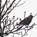 写真: 尾張白山山頂で新芽を食べていた小さな鳥（コガラ？） - 11