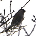 写真: 尾張白山山頂で新芽を食べていた小さな鳥（コガラ？） - 14