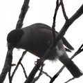 写真: 尾張白山山頂で新芽を食べていた小さな鳥（コガラ？） - 16