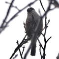 写真: 尾張白山山頂で新芽を食べていた小さな鳥（コガラ？） - 20