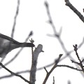 写真: 尾張白山山頂で新芽を食べていた小さな鳥（コガラ？） - 23