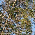 写真: 木にとまるモズのオス - 1