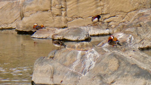 写真: 庄内川沿いにいたオシドリの群れ - 15