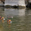 写真: 庄内川沿いにいたオシドリの群れ - 17