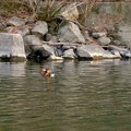 写真: 庄内川沿いにいたオシドリの群れ - 16
