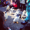写真: 名古屋港水族館ペンギンよちよちウォーク 2013年12月 No - 25