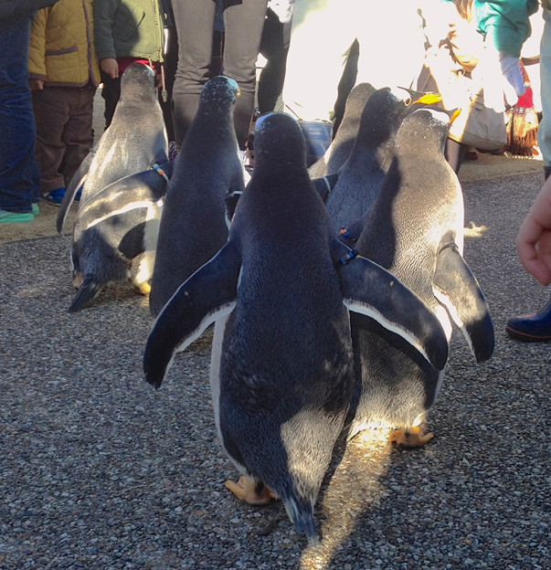 写真: 名古屋港水族館ペンギンよちよちウォーク 2013年12月 No - 30