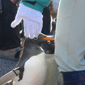 写真: 名古屋港水族館ペンギンよちよちウォーク 2013年12月 No - 18