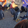 写真: 名古屋港水族館ペンギンよちよちウォーク 2013年12月 No - 33