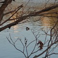 写真: 池いたキンクロハジロ - 1