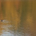 写真: 池いたキンクロハジロ - 11