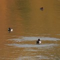 写真: 池いたキンクロハジロ - 13