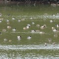 写真: 岩本池にいた沢山の水鳥 - 1