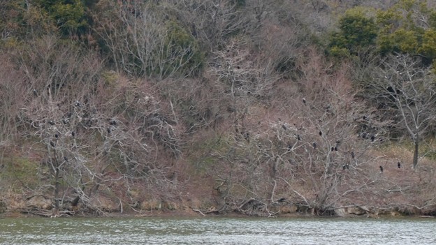 写真: 岩本池沿いの木の上に集まってたカワウ