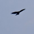 写真: 森林公園上空を飛んでいた猛禽類（たぶんトビ）