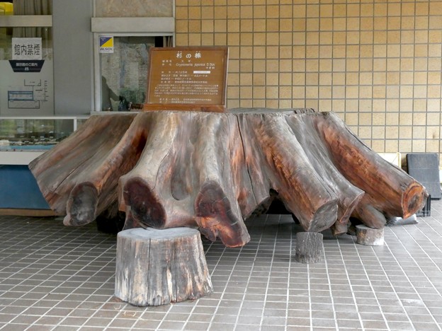 写真: 愛知県森林公園 展示館 - 10：入り口横に展示されてた大きな杉の切り株
