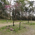 愛知県森林公園 植物園：梅園 - 2
