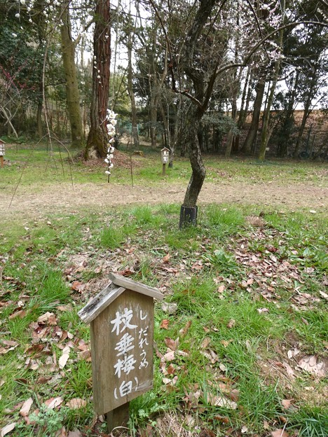 愛知県森林公園 植物園：梅園 - 3（しだれ梅）