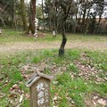 写真: 愛知県森林公園 植物園：梅園 - 3（しだれ梅）