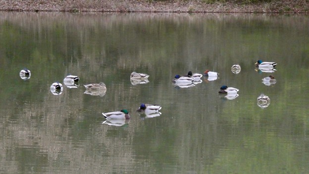 写真: 竜巻池に集まってた水鳥の群れ - 4