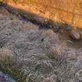 写真: 生地川沿いの草むらで毛づくろいしてたゴイサギ - 3