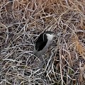 写真: 生地川沿いの草むらで毛づくろいしてたゴイサギ - 6