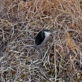 写真: 生地川沿いの草むらで毛づくろいしてたゴイサギ - 9