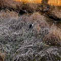 写真: 生地川沿いの草むらで毛づくろいしてたゴイサギ - 14