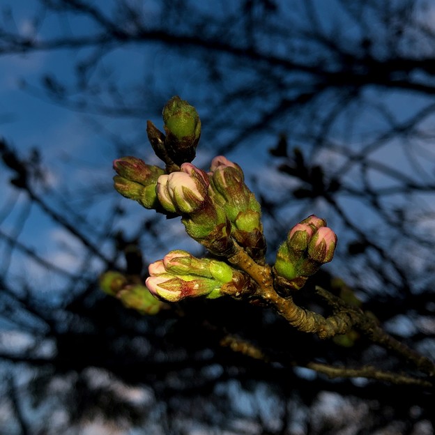 写真: 今年は蕾が膨らむのが早い、落合公園のソメイヨシノ（2021年3月15日）