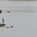 写真: 池に佇むアオサギとそばにいるカルガモ - 1