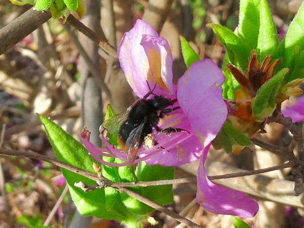 写真: 弥勒山山頂のツツジの蜜を集めていたマルハナバチ（たぶんクロマルハナバチ） - 2